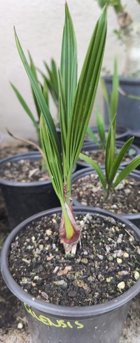 Jubaea chilensis palma - jubaea, da