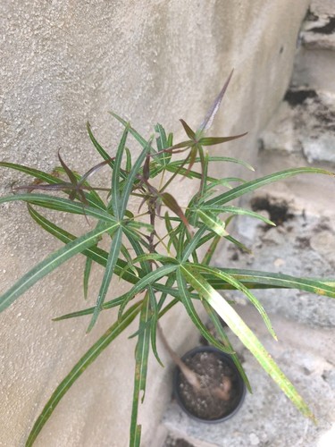 Brachychiton rupestris bottle - rupestris,