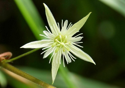 Passiflora capsularis semi - passiflora,