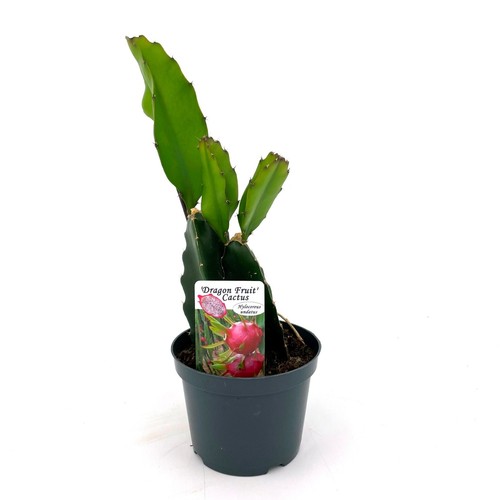 Pianta pitaya cactus - pitaya,, dragon