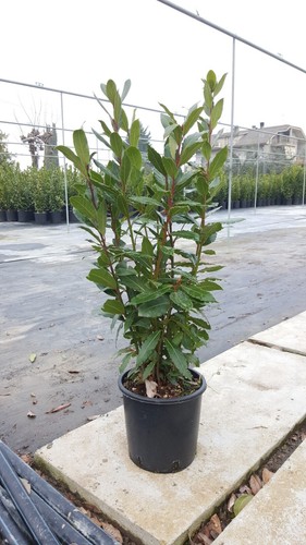 Alloro laurus nobilis - -, vaso