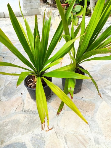 Doryanthes palmeri giant spear - doryanthes,