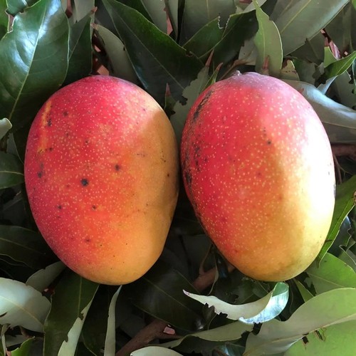 Pianta frutto tropicale - pianta,