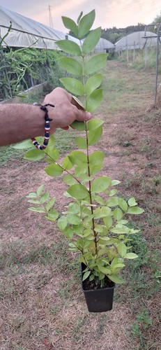 Psidium myrtoides araça una - myrtoides,