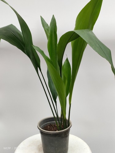 Aspidistra elatior cast iron - cast,