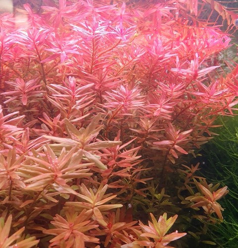Piante vive vere - per, acquario