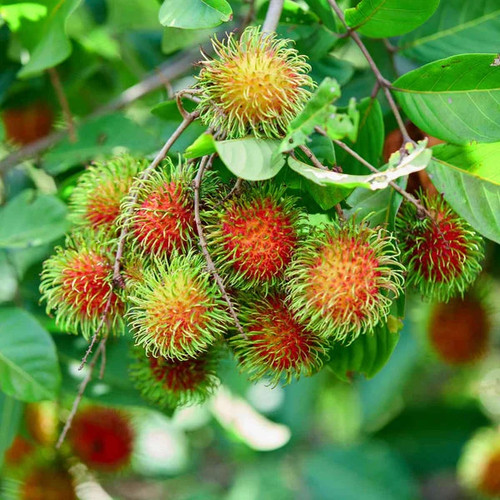Rambutan semi esotico - semi,,