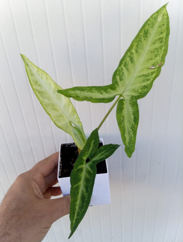 Syngonium podophyllum trileaf