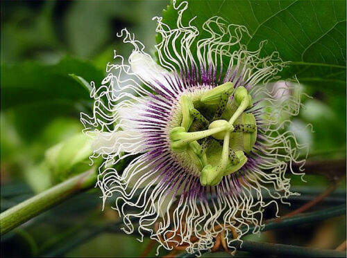 Passiflora edulis semi - edulis,, 10