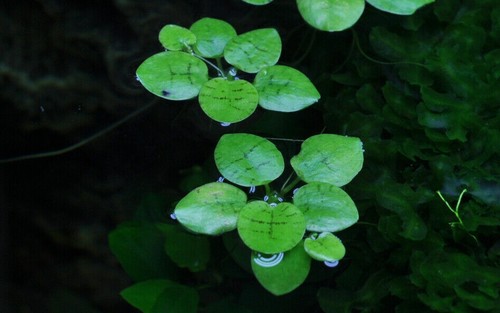 Limnobium laevigatum piccola - limnobium,