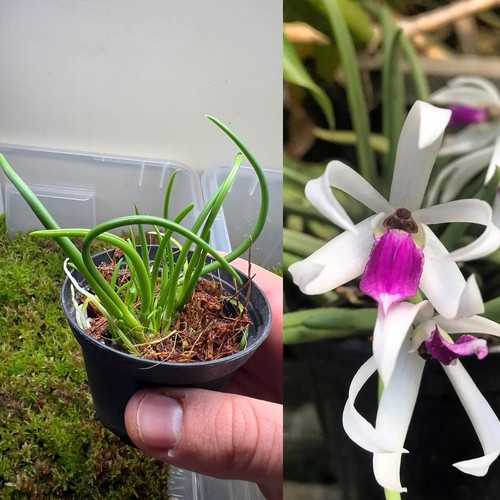 Orchidea leptotes bicolor - leptotes,
