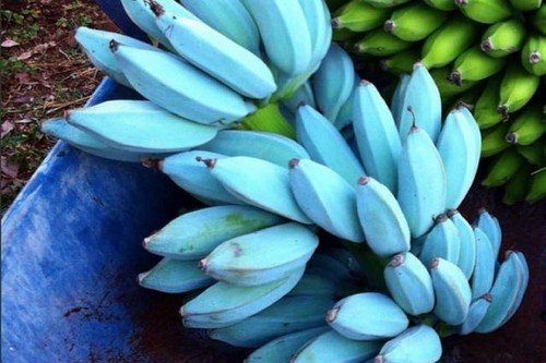 Pianta banano blue java - pianta,