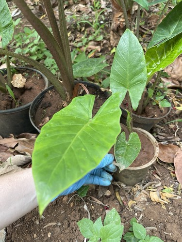 Alocasia macrorrhiza - macrorrhiza, 15