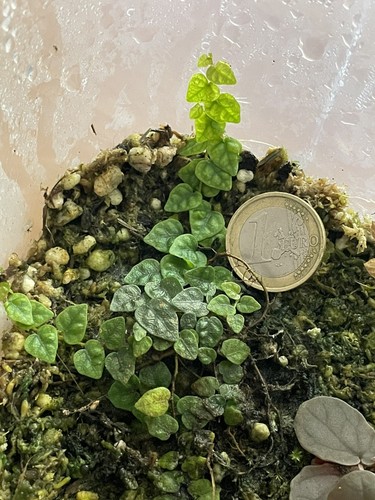 Talea ficus pumila - minima, 5
