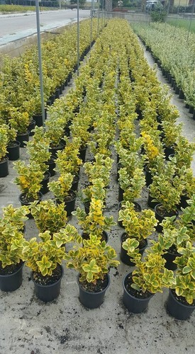 Evonium euonymus evonimo - evonium,