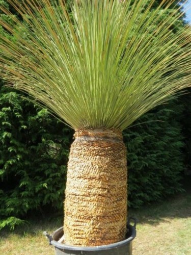 Dasylirion longissimum in - dasylirion, (in