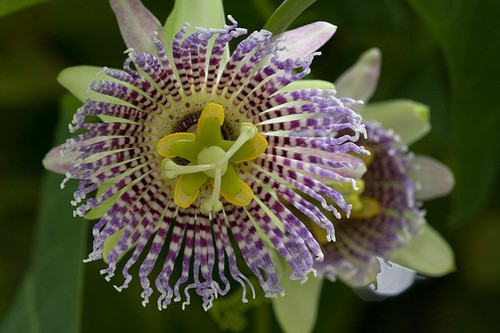 Passiflora ligularis semi - passiflora,