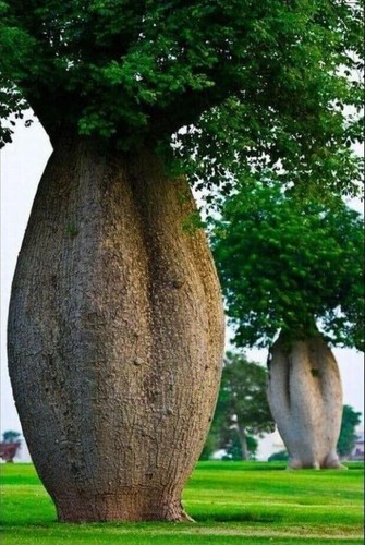 Pianta ceiba speciosa - pianta, di