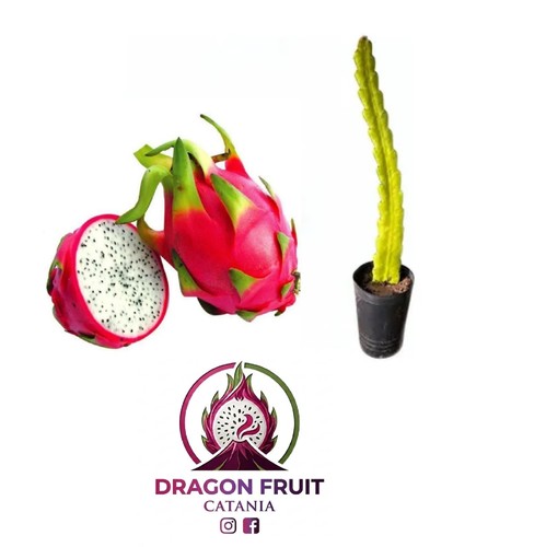 Pianta pitaya frutto del - di,