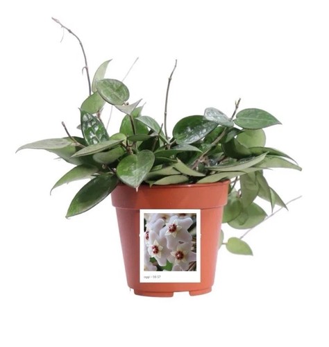 Hoya carnosa grandi d14 - hoya, cm