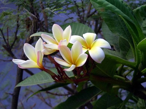 Splendide plumerie sicilia - plumerie,