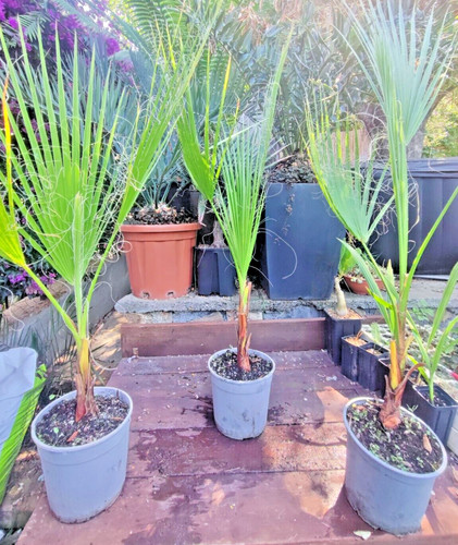 Washingtonia filifera palm - washingtonia,