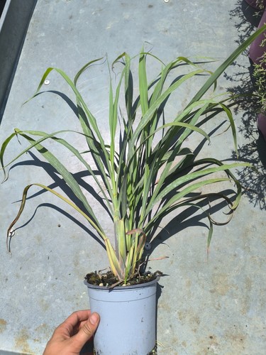 Citronella lemongrass - citronella,