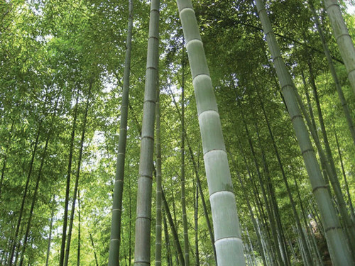 Bambu moso gigante - moso,