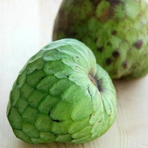 Annona cherimola alboran - annona,
