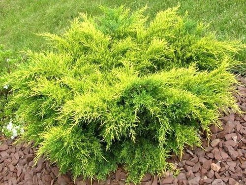 Juniperus old gold ginepro - -,