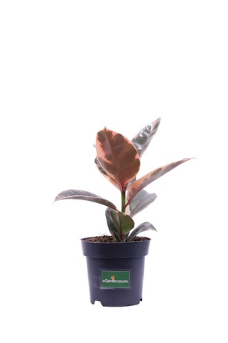 Pianta ficus elastica - pianta, di