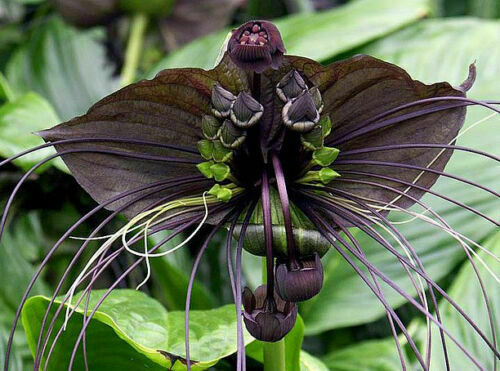 Tacca chantrieri semi - tacca, chantrieri,