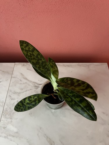 Paphiopedilum maudiae - paphiopedilum,