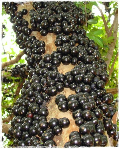 Pianta myrciaria cauliflora - pianta,