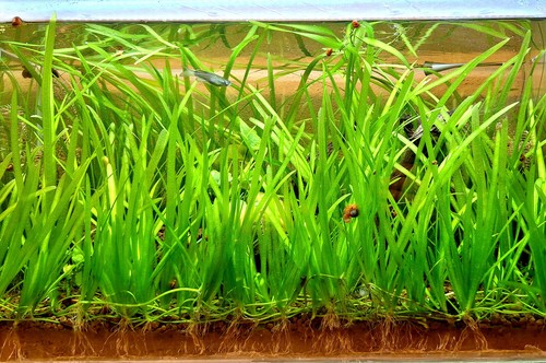 Piante vallisneria natans - 5x,