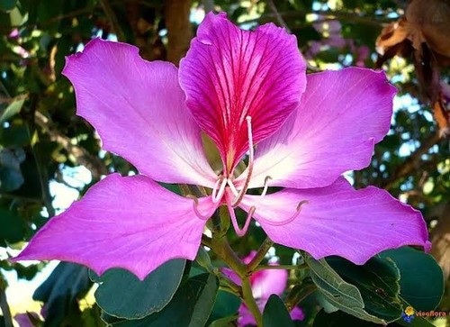 Semi bauhinia purpurea - 30,