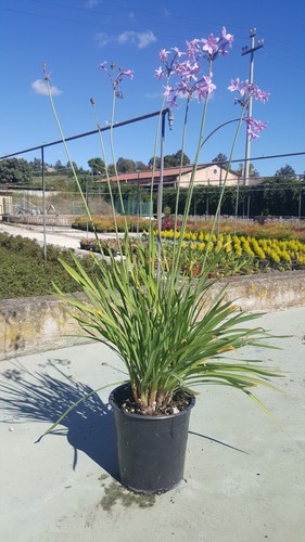 Tulbaghia violacea aglio - violacea,