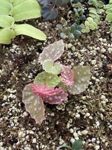 Begonia negroensis - , ×