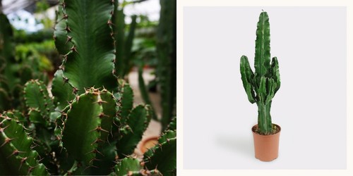 Euphorbia eritrea cactus - euphorbia, eritrea,