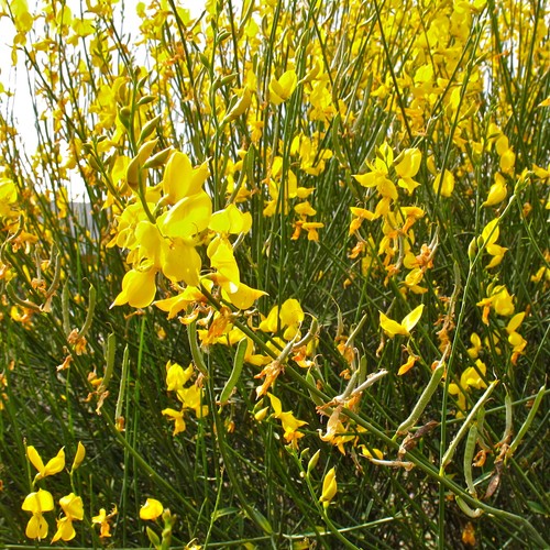 Ginestra odorosa spartium - ginestra,