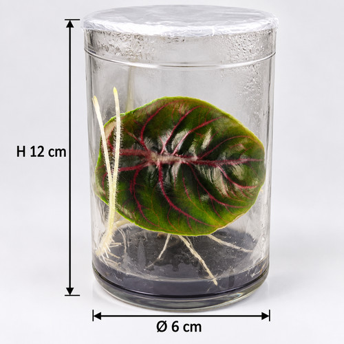Alocasia azlanii starter - azlanii,