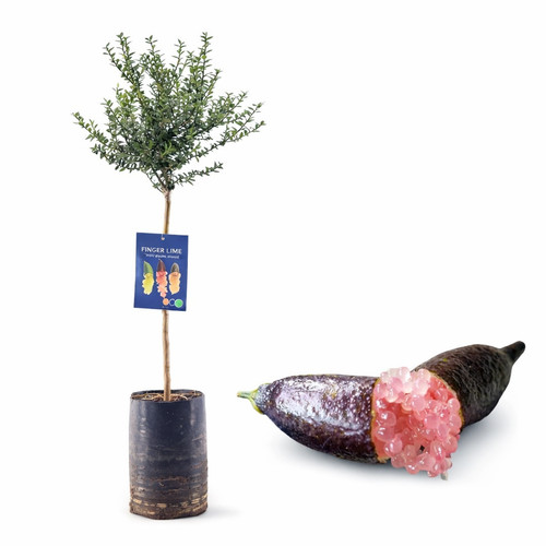 Pianta finger lime caviale - pianta, di