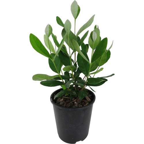Feijoa acca sellowiana - feijoa, sellowiana"