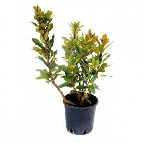 Corbezzolo arbutus unedo - corbezzolo,