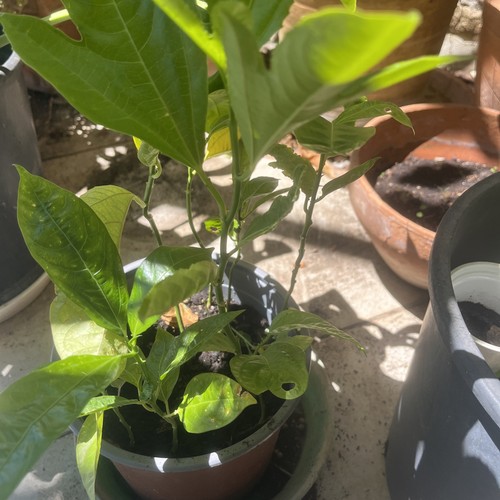 Pianta maracuja frutto - pianta,