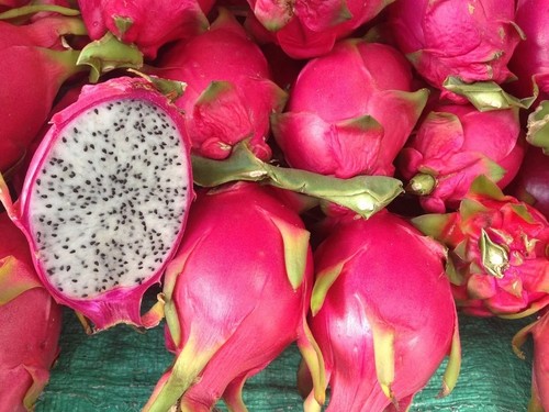 Pianta pitaya rossa - 1,