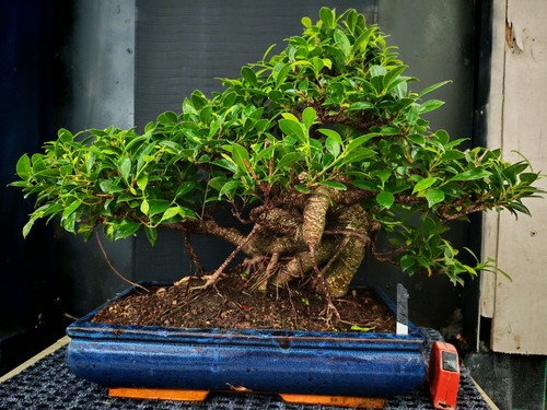 Bonsai ficus retusa h 52 - ,
