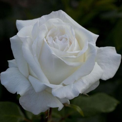 Rosa grandi fiori pierre - rosa, "pierre