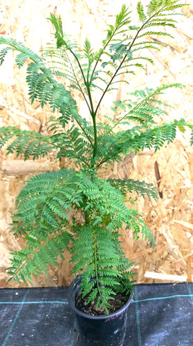 Jacaranda mimosifolia - jacaranda,