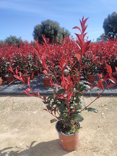 Piante photinia red robin - red,